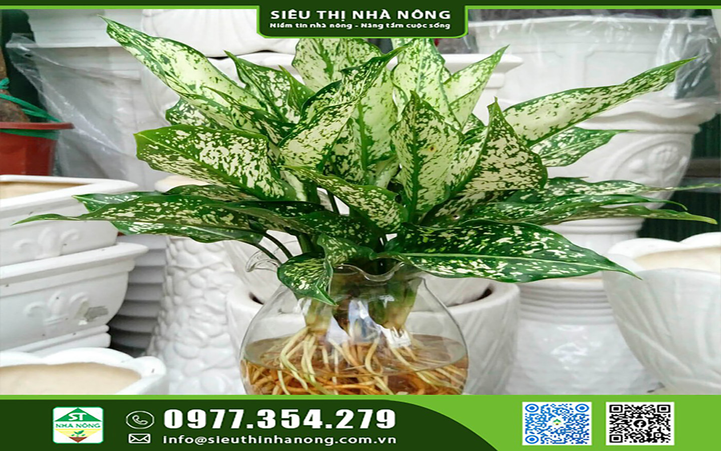 Cây Ngọc Ngân hợp với người mệnh Kim