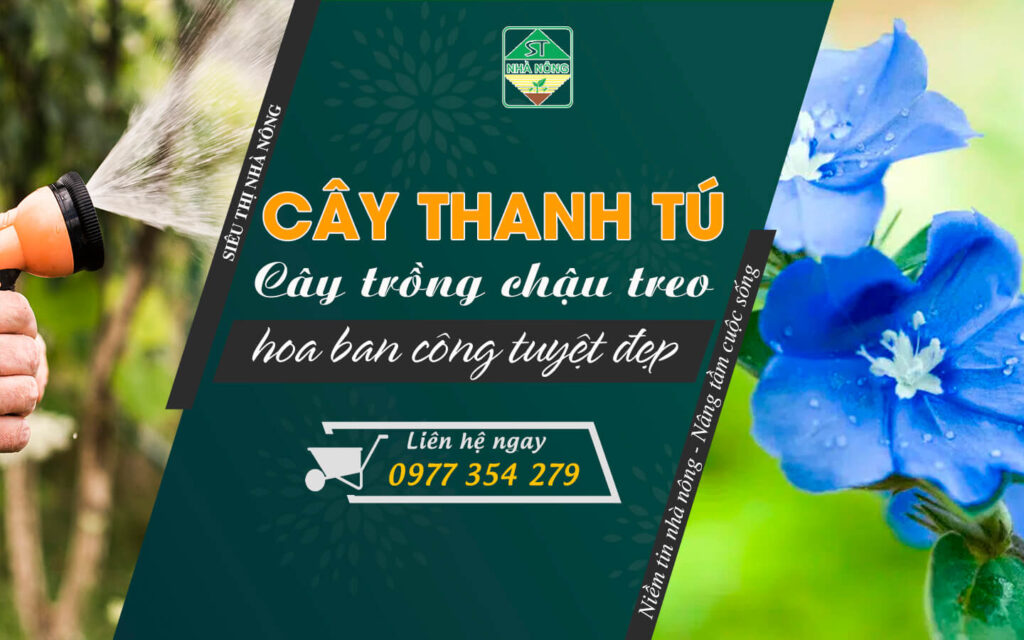 Cây thanh tú
