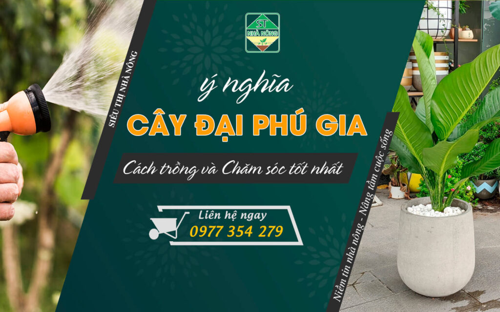 Cây đại phú gia có ý nghĩa gì và cách trồng, chăm sóc tốt nhất