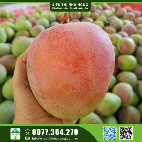 Cung cấp cây giống xoài Úc tại Siêu Thị Nhà Nông