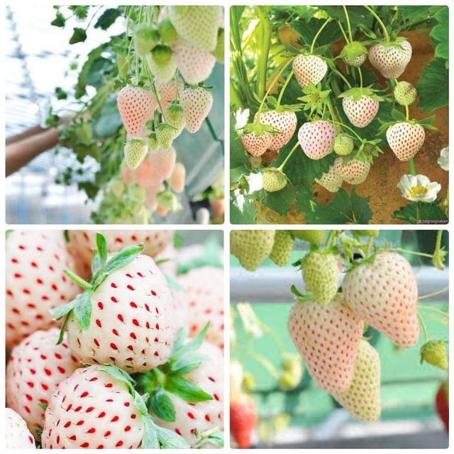 Hạt giống dâu tây trắng tại Siêu Thị Nhà Nông