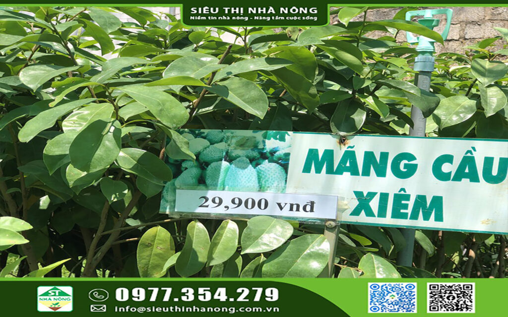 Mãng cầu xiêm