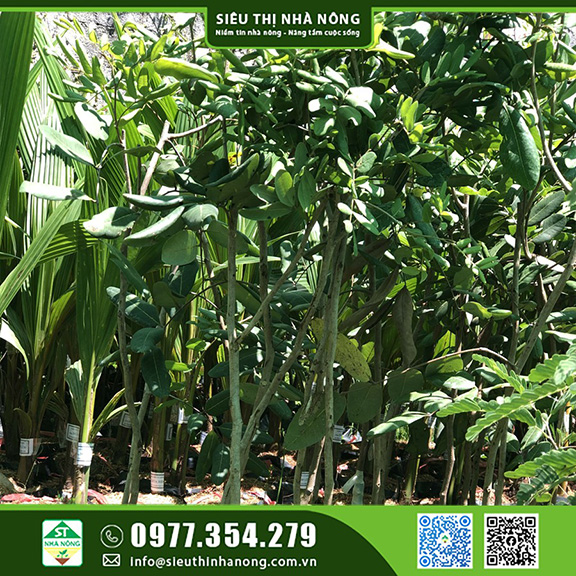 Mua cây giống nhãn xuồng chất lượng tại Siêu Thị Nhà Nông