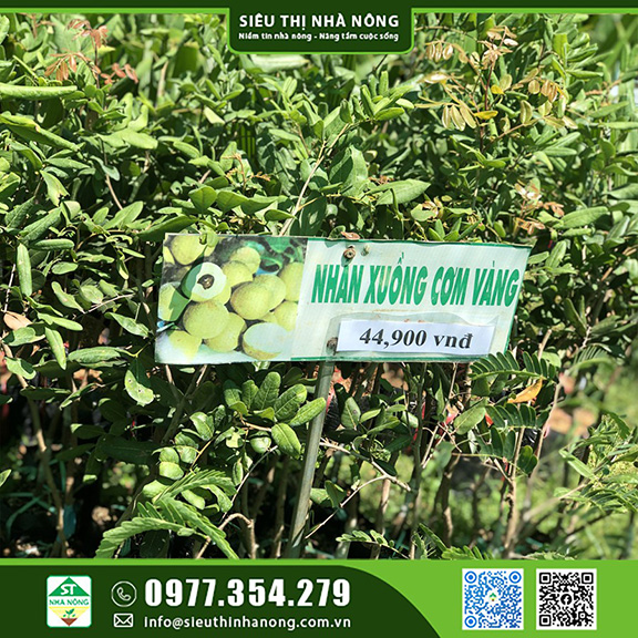 Mua cây giống nhãn xuồng chất lượng tại Siêu Thị Nhà Nông