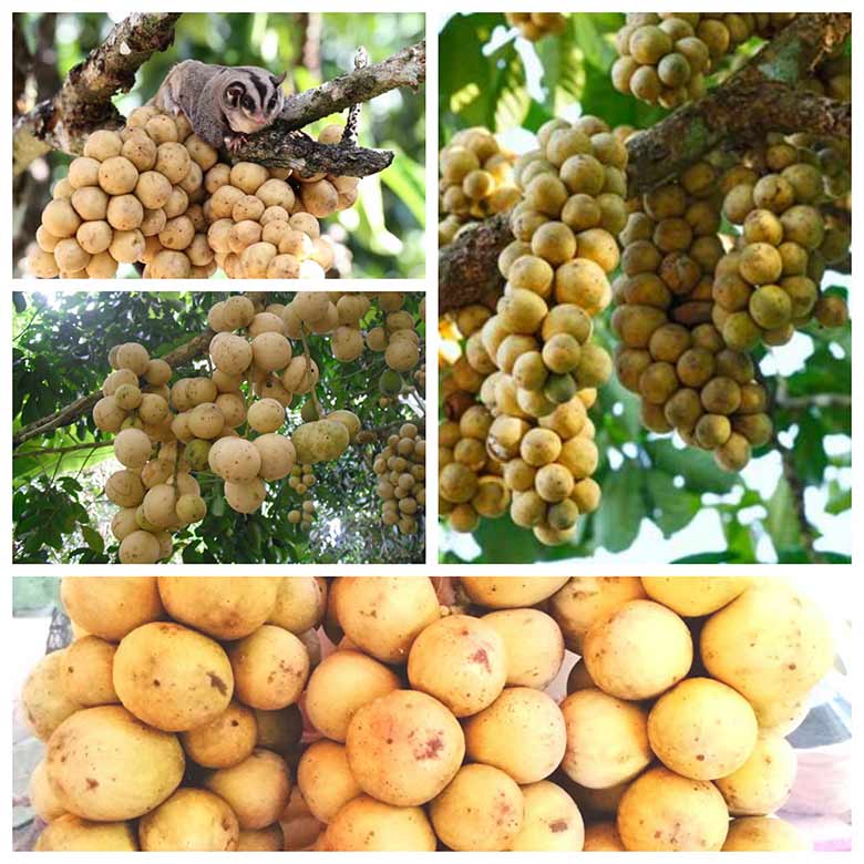 Kỹ thuật trồng cây Bòn Bon Thái năng suất cao