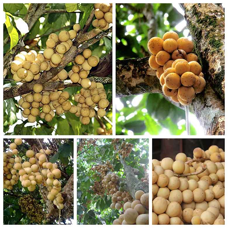 Kỹ thuật trồng cây Bòn Bon Thái năng suất cao