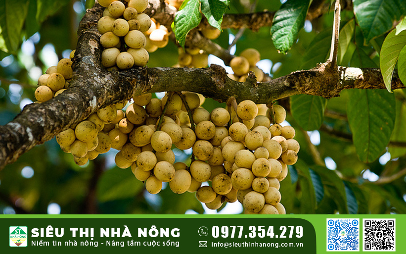 Kỹ thuật trồng cây Bòn Bon Thái năng suất cao