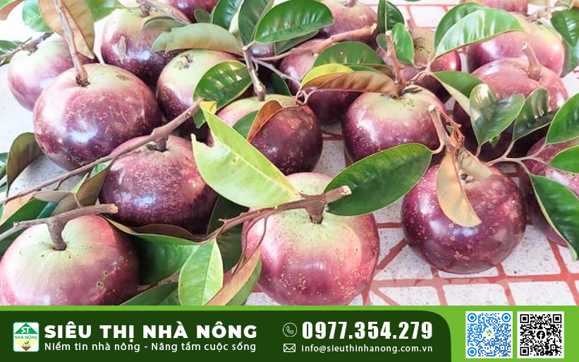 Giống vú sữa tím Mica vỏ mỏng, ít mủ tại Siêu Thị Nhà Nông