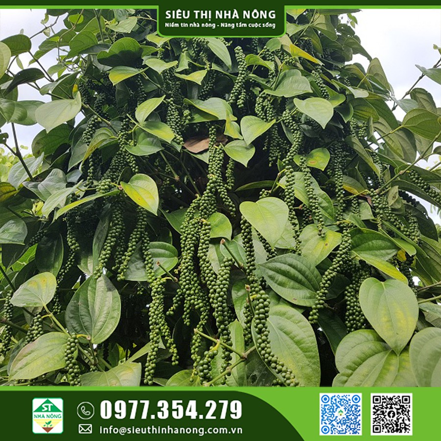 Bán giống tiêu Srilanka cây tiêu mới kháng bệnh cao tại Đắk Nông