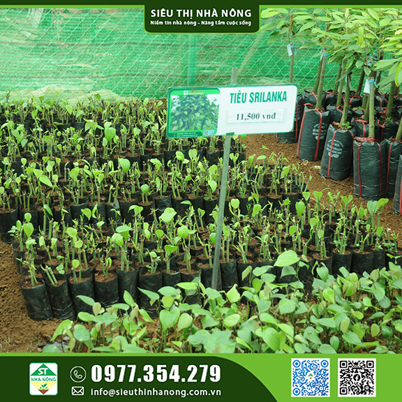 Bán giống tiêu Srilanka cây tiêu mới kháng bệnh cao tại Đắk Nông