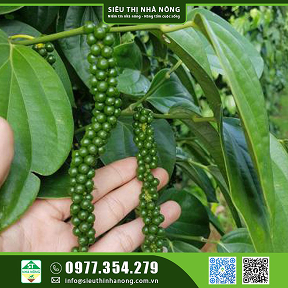 Bán giống tiêu Srilanka cây tiêu mới kháng bệnh cao tại Đắk Nông