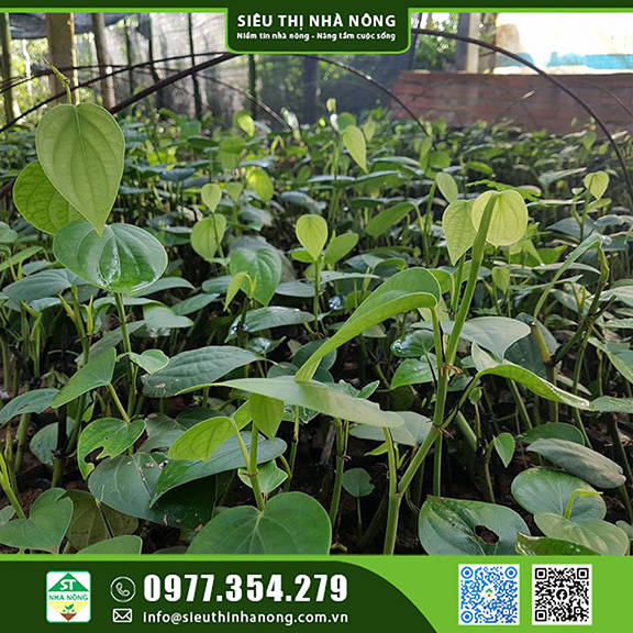 Bán giống tiêu Srilanka cây tiêu mới kháng bệnh cao tại Đắk Nông