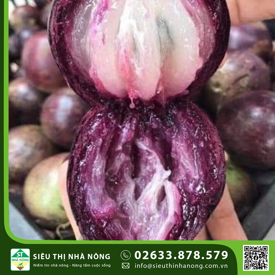 Giống vú sữa tím Mica vỏ mỏng, ít mủ tại Siêu Thị Nhà Nông