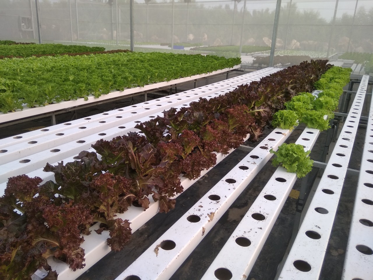 Cách chăm sóc xà lách thủy canh