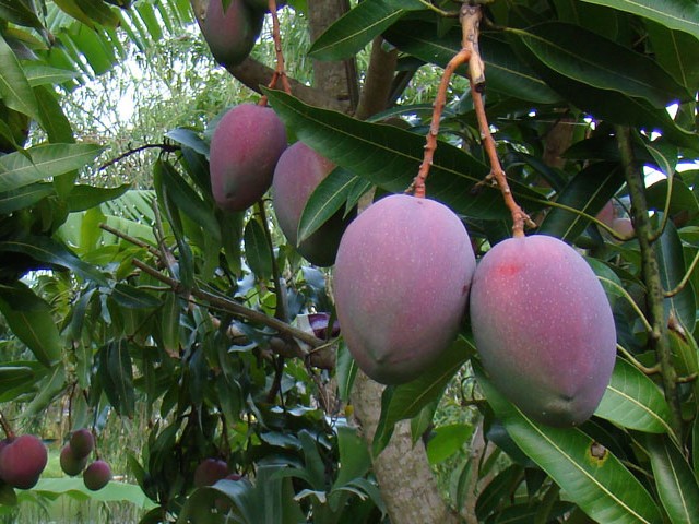 Cung cấp cây giống xoài Úc tại Siêu Thị Nhà Nông